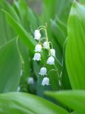 Convallaria majalis