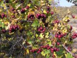 Crataegus volgensis