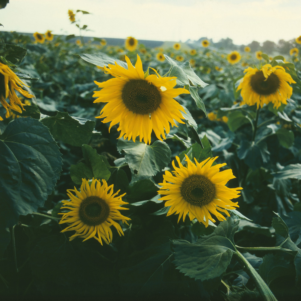 Изображение особи Helianthus annuus.