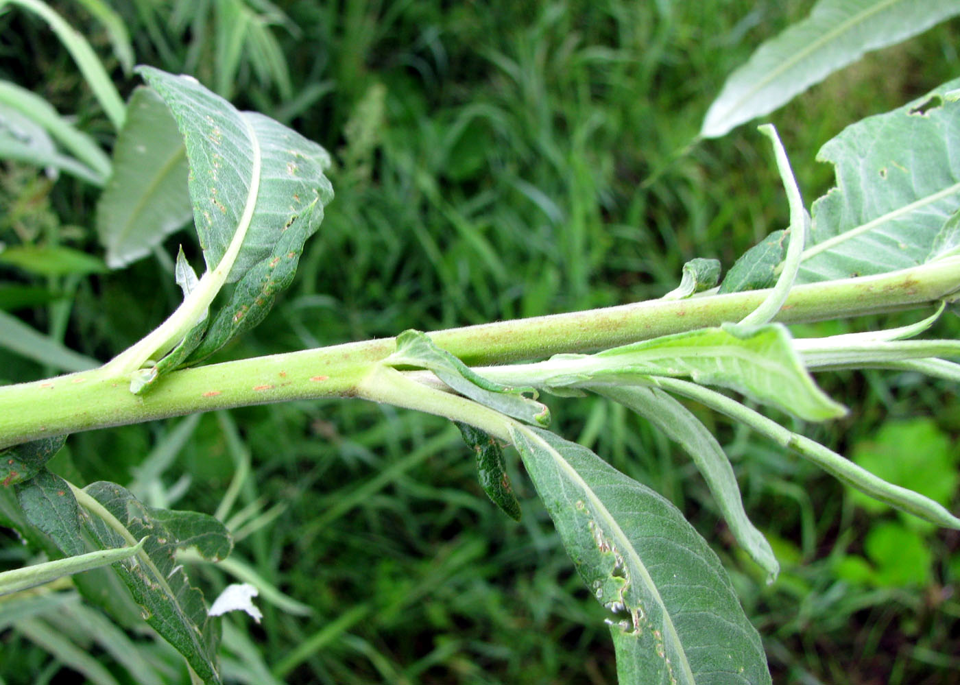 Изображение особи Salix × stipularis.