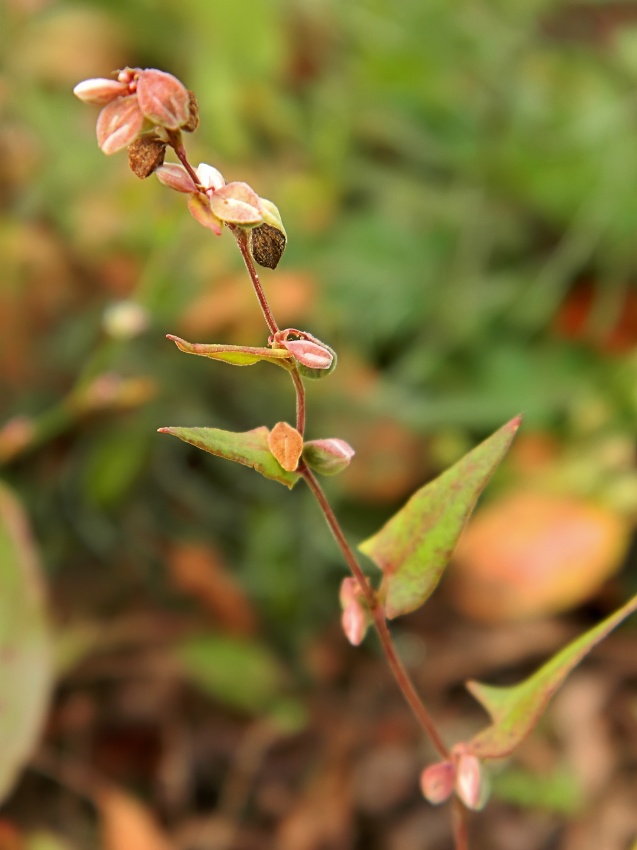 Image of Fallopia convolvulus specimen.