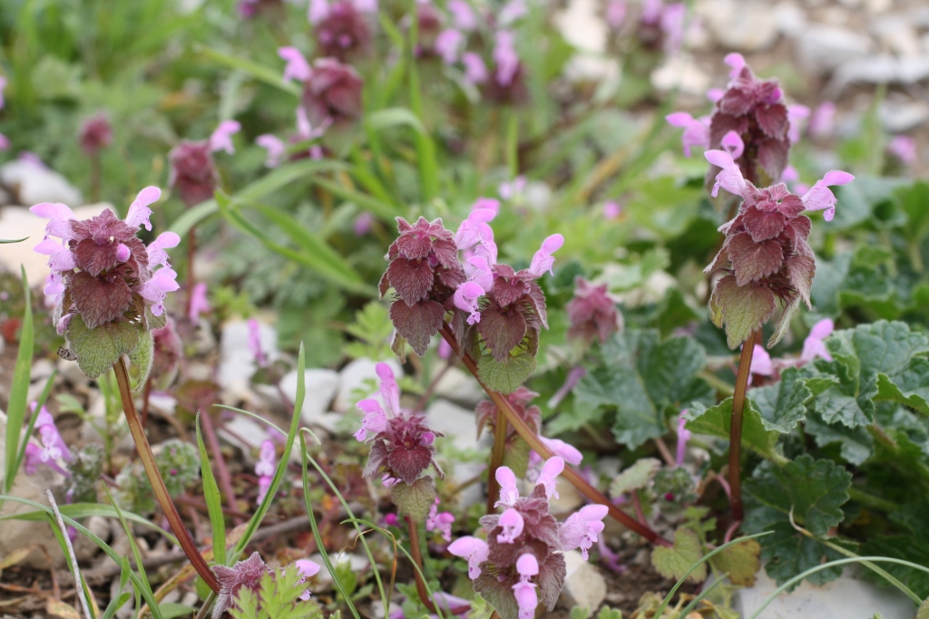 Изображение особи Lamium purpureum.