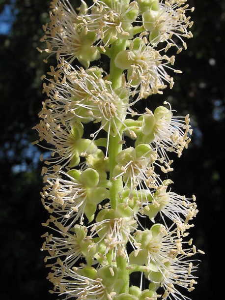 Image of Phytolacca dioica specimen.
