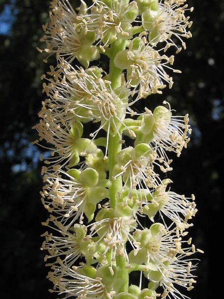 Изображение особи Phytolacca dioica.