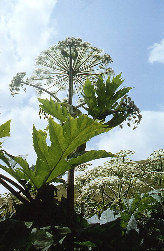 Изображение особи род Heracleum.