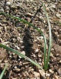 Crocus speciosus