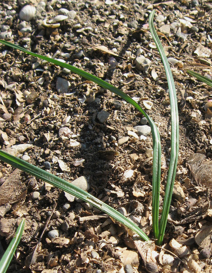 Изображение особи Crocus speciosus.