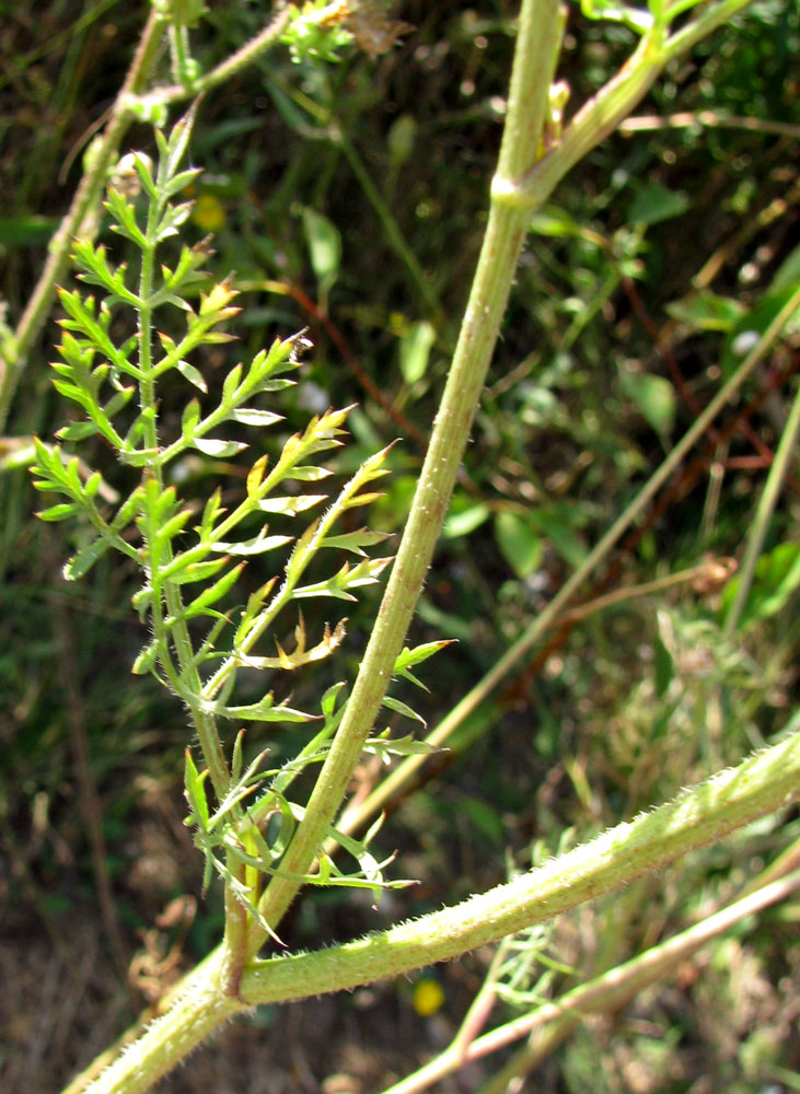 Image of Daucus carota specimen.