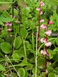 Pyrola incarnata. Цветущие растения. Хабаровский край, Ванинский р-н, окрестности пос. Высокогорный. 10.07.2005.