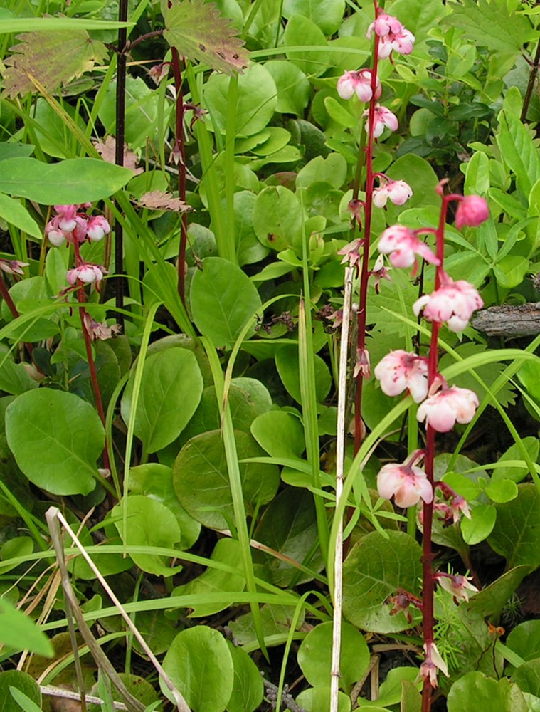 Image of Pyrola incarnata specimen.