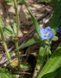 Veronica triphyllos. Цветущие растения (слева - нижняя часть, справа - верхушка). Ростовская обл., Азовский р-н, побережье Таганрогского залива, окр. с. Займо-Обрыв. 18.04.2012.