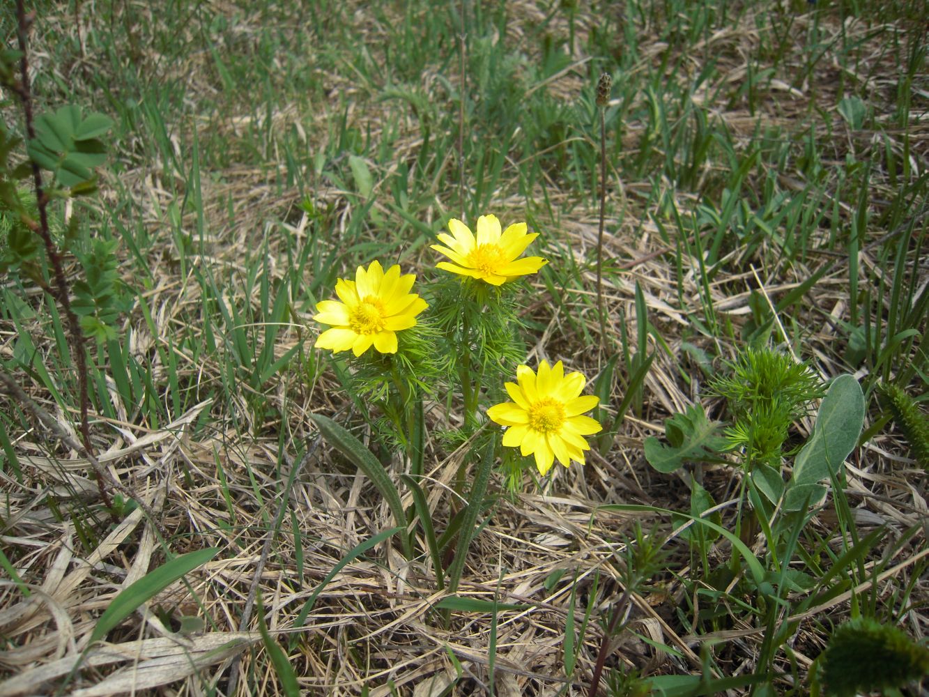 Изображение особи Adonis vernalis.