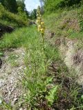 Verbascum spectabile