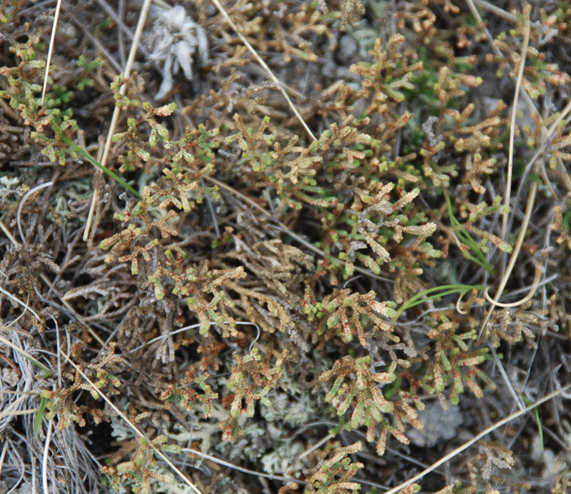 Изображение особи Selaginella sanguinolenta.