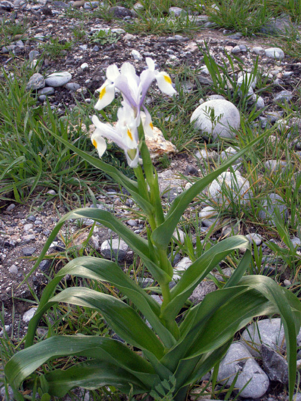 Image of Juno magnifica specimen.