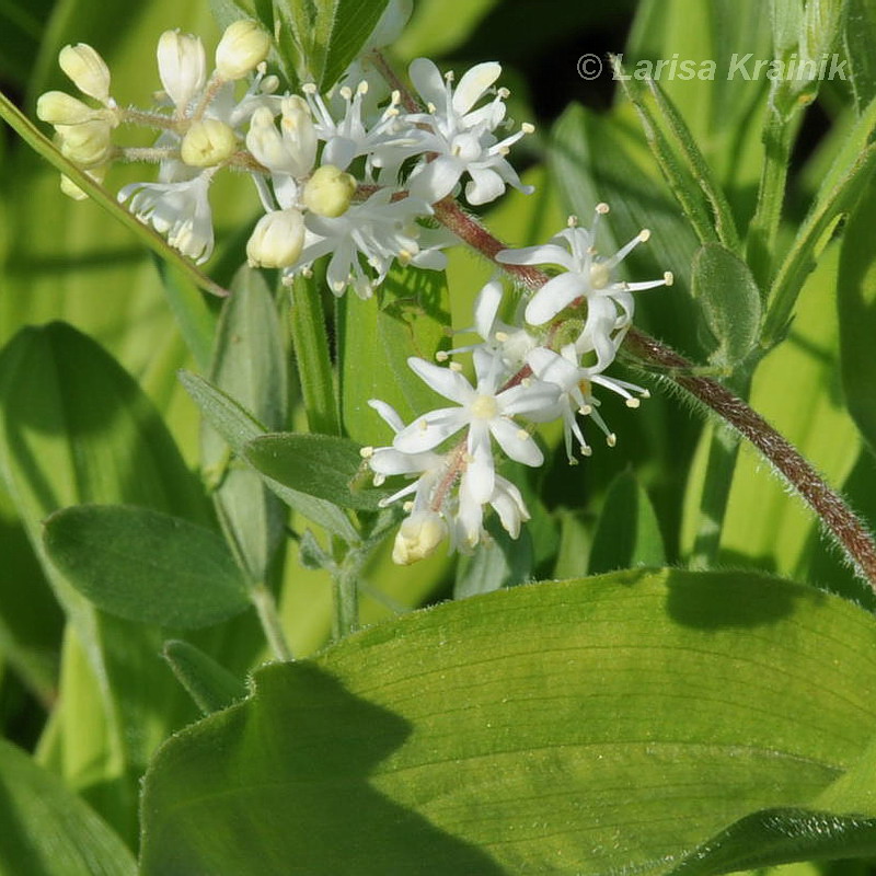 Изображение особи Smilacina hirta.