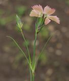 Dianthus pavonius. Соцветие. Москва, БС МГУ. 09.06.2012.