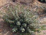 Forsskaolea tenacissima. Вегетирующее растение. Израиль, Иудейская пустыня, обочина шоссе. 31.12.2011.