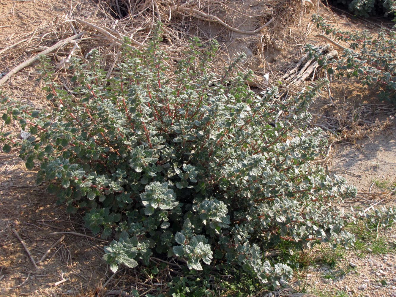 Image of Forsskaolea tenacissima specimen.