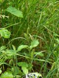 Carex sordida