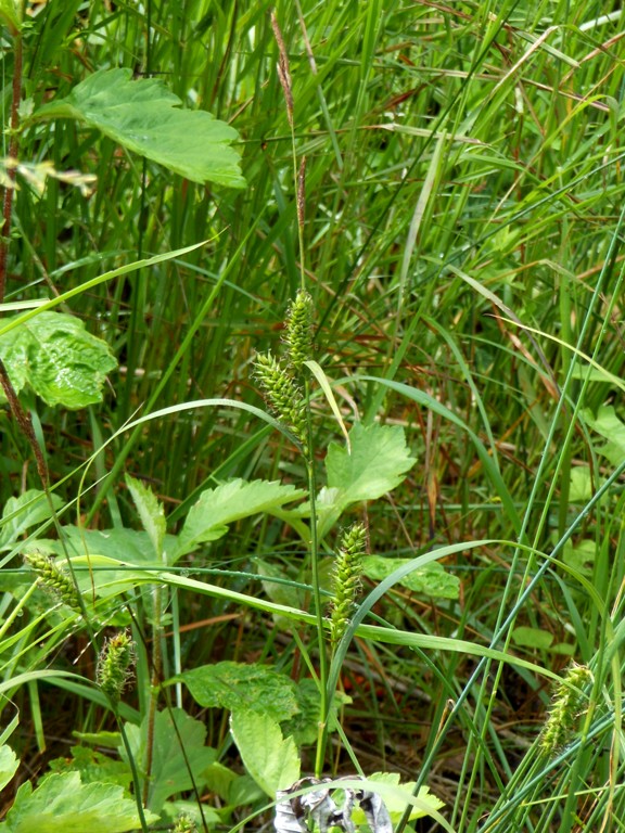 Image of Carex sordida specimen.