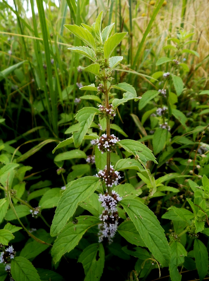 Изображение особи Mentha arvensis.