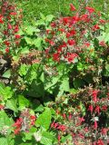 Salvia coccinea
