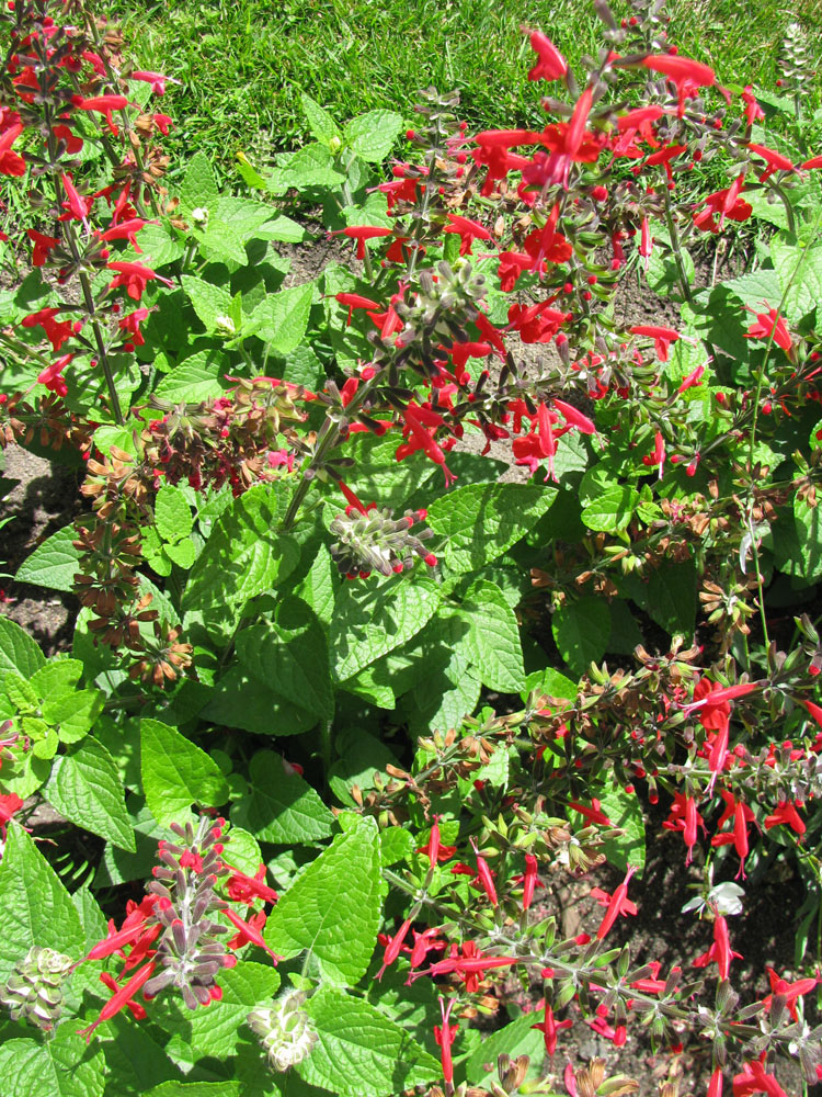 Изображение особи Salvia coccinea.