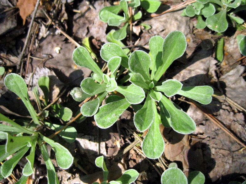 Image of Antennaria dioica specimen.