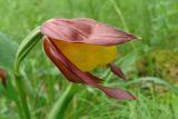 Cypripedium calceolus