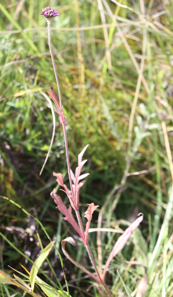 Image of Knautia arvensis specimen.