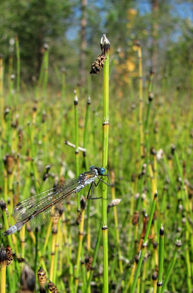 Изображение особи Equisetum variegatum.