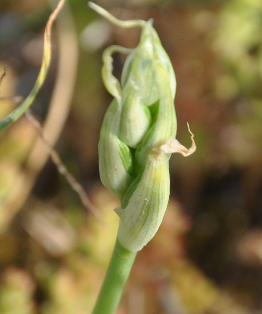 Image of Ornithogalum comosum specimen.