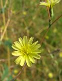 Lactuca saligna