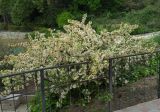 Malus sargentii. Цветущее растение. Южный берег Крыма, Никитский ботанический сад. 7 мая 2012 г.