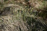 Eriophorum vaginatum