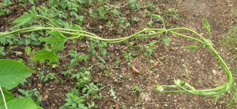 Image of Humulus lupulus specimen.
