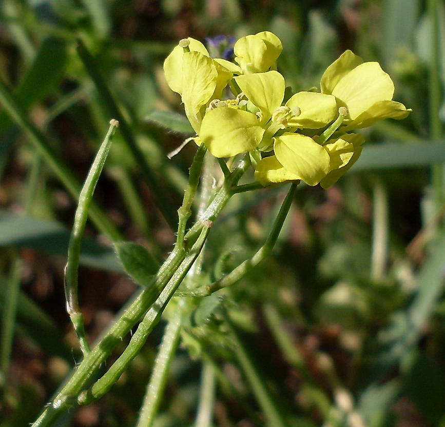 Image of Sinapis arvensis specimen.