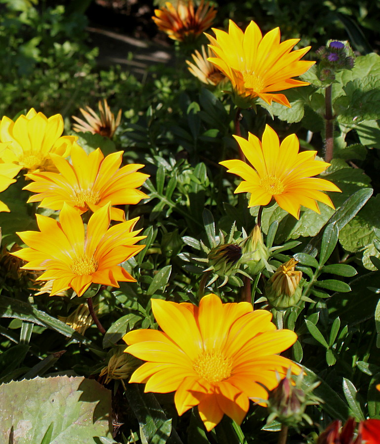 Image of genus Gazania specimen.