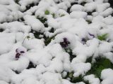 Viola wittrockiana. Цветущие растения под снегом. Узбекистан, г. Ташкент, пос. Улугбек. 27.03.2005.