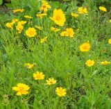 Coreopsis grandiflora