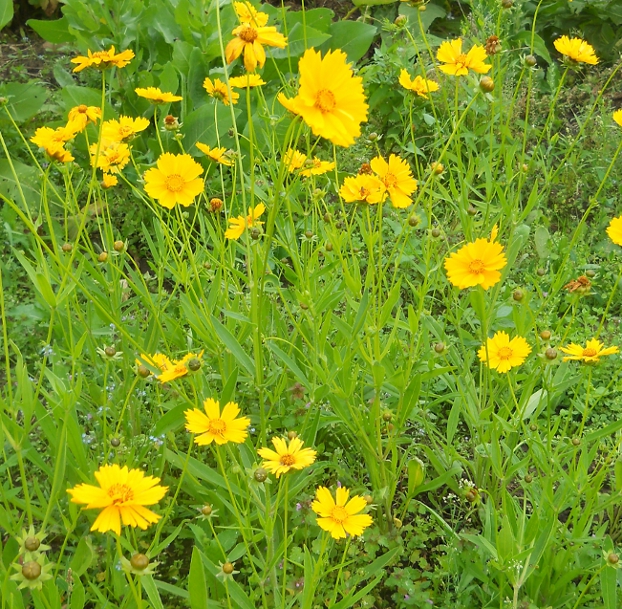 Изображение особи Coreopsis grandiflora.