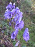 Aconitum karakolicum