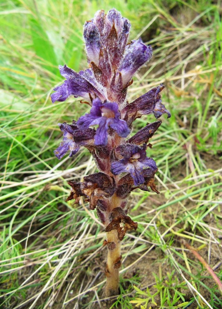 Изображение особи Orobanche coerulescens.