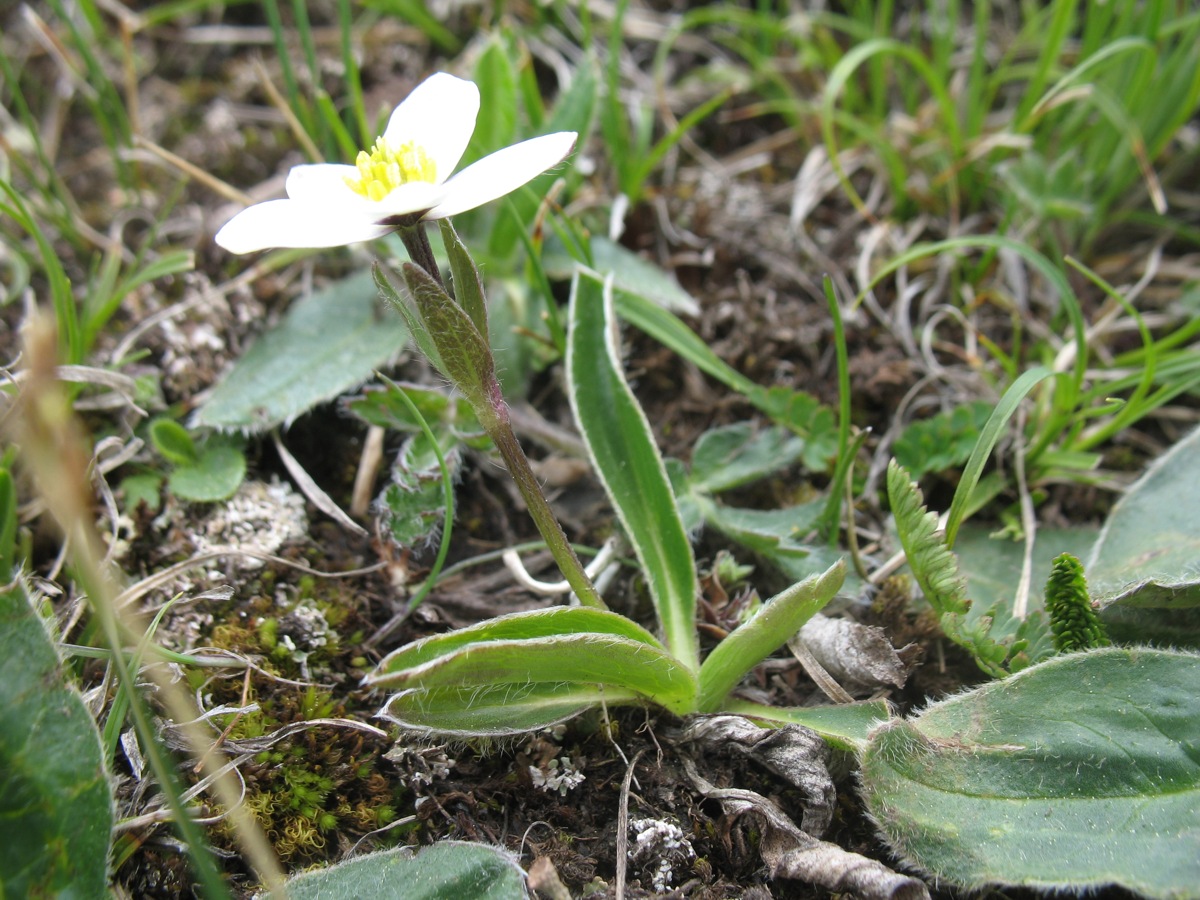 Image of Pulsatilloides trullifolia specimen.