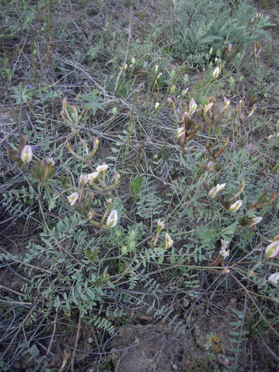 Image of genus Astragalus specimen.