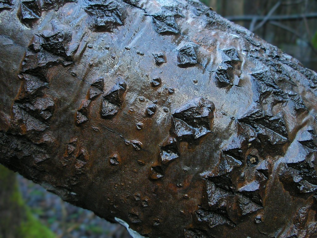 Image of Populus tremula specimen.