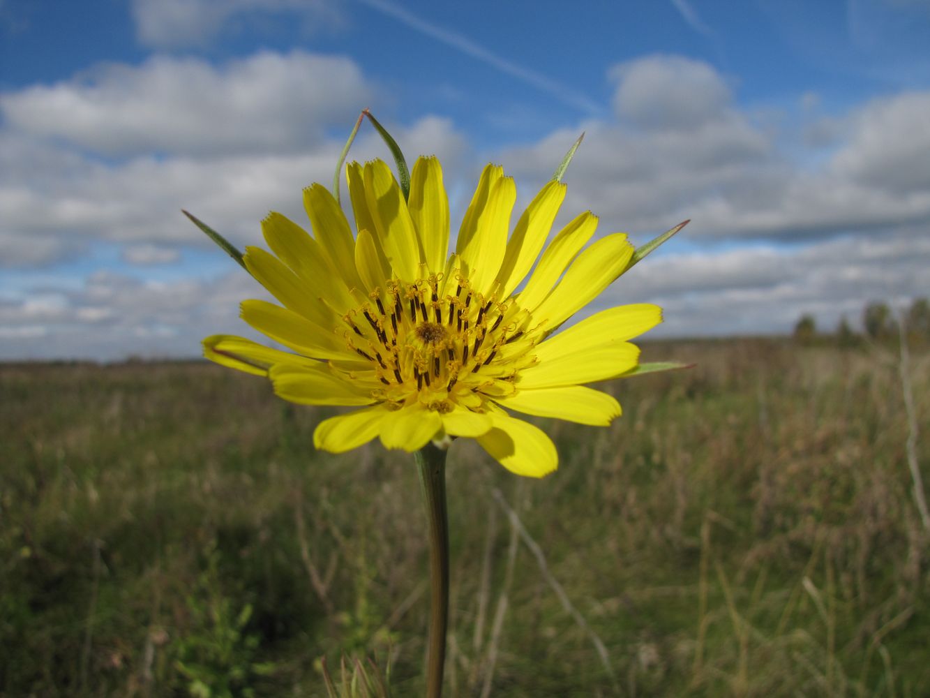 Изображение особи Tragopogon orientalis.