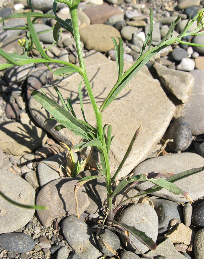 Изображение особи Erysimum repandum.
