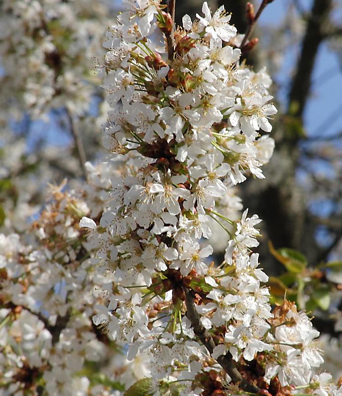 Изображение особи род Prunus.